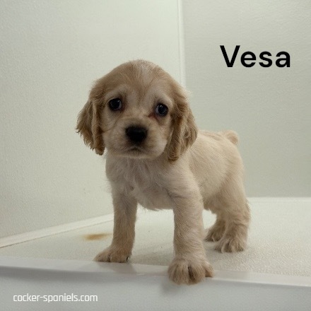 puppy, for, sale, Cocker Spaniel, Joe & Cherri  Overlease, dog, breeder, Miller, MO, dog-breeder, puppy-for-sale, forsale, nearby, find, puppyfind, locator, puppylocator, aca